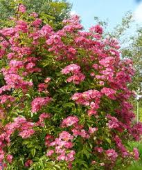 Rosa Maria Lisa Rambler 3 5 M Stachellos Kletterrosen Pflanzen Rambler Rose