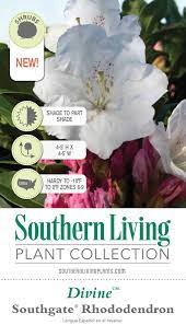 We did not find results for: Southgate Divine Rhododendron Shop With Plantsbymail Com