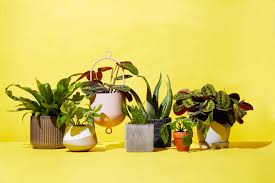 A bit tougher than lilly pillys, with a little maintenance they can thrive in the. The Best Places To Buy Plants Online Cheap Indoor Plants To Order