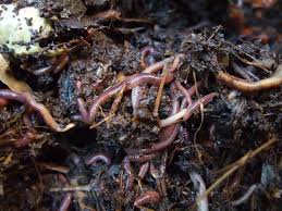 Failure to accept the worms on the first delivery, leaving the box in a hot mailbox, or failure to pick up the worms within 24 hours at the post office will void the live arrival guarantee. Why I Love The Worms In The Garden The Permaculture Research Institute