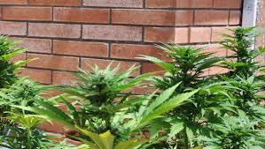 I read somewhere that outside plants need at least 5 hours but never found if 10+ hours direct sun would burn these bad boys. Es Immer Noch Zeit Cannabispflanzen Outdoor Anzubauen