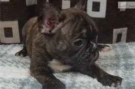 This designer breed is a mix between a golden retriever and standard poodle and continues to grow in popularity because the breed produces significantly less dander, making them better choices for people with allergies. French Bulldog Puppies For Sale Memphis Tn Nar Media Kit