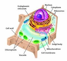 Plant cells are the basic unit and building blocks of life in organisms of the kingdom plantae. 7th Grade Life Science Plant And Animal Cells Plant Cell Diagram Plant Cell Picture