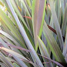 Phormium Sea Jade Coordination In 2021 Pool Plants Plants Plants Delivered