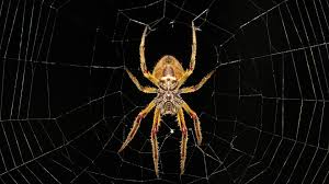 Se trata de una araña muy peligrosa, cuya picadura. Diez Dias Ingresado Por Una Picada De Arana Violinista