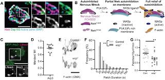Access the free radio live stream and discover more radio stations at one glance. Autoregulation Clamps The Synaptic Membrane Remodeling Machinery And Promotes Productive Actin Dependent Endocytosis Biorxiv