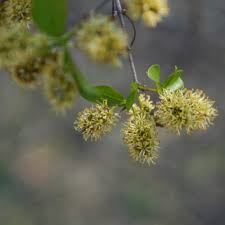 Image result for Combretum apiculatum