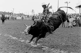 Image result for Pink Frost 1989 Colt