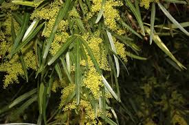 Image result for Searsia pyroides