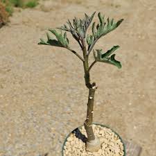 Image result for Adenia