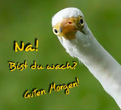 10 sprüche zur guten nacht. Guten Morgen Schone Guten Morgen Spruche Lustige Guten Morgen Grusse Guten Morgen