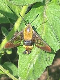 Image result for Vernonia centaureoides