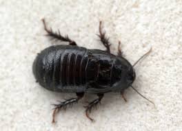 Cafards Blattes Nid Danger Pourquoi Et Comment S En Debarrasser
