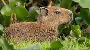 Share the best gifs now >>> Animal Carpincho Fondo De Pantalla Hd Wallpaperbetter