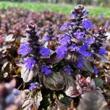 Image result for Ajuga