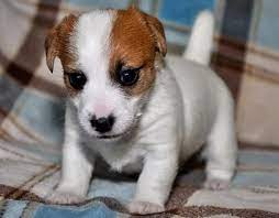 Jack Russell Terrier Puppies Sale Accomac Jack Russell Terrier Puppies Jack Russell Terrier Jack Russell Puppies