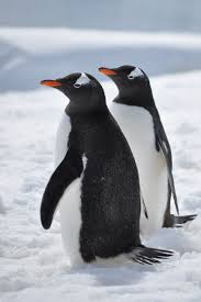 Types Of Penguins List Of All Penguin Species With