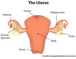 Fundal Height Nclex Review
