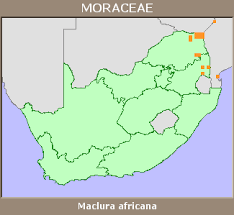 Image result for Maclura africana