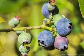 5 Gestes Et Astuces Pour Recolter Des Myrtilles Myrtille Jardin Fruitier Culture Des Myrtilles