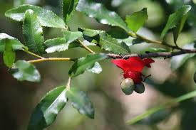 Image result for Ochna manikensis