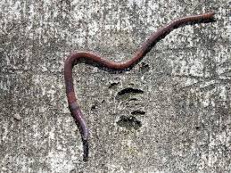In this article we will discuss about the external and internal anatomy of earthworm. Earthworm Dissection Guide Anatomy Hst Learning Center