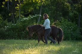 shetlandpony bei der handarbeit pferde fotografie pferdefotografie fotografie