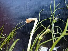 Image result for Rhamphicarpa