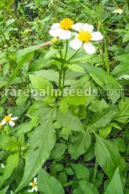 We did not find results for: Bidens Pilosa Buy Seeds At Rarepalmseeds Com