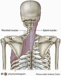• blood supply to the muscles: The Muscle Group Primarily Responsible For Pulling The Upper Body To A Vertical Position Is Called The Erector Spinae Muscles Description F Anatomy Muscl