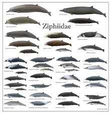 Baird's beaked whale ( berardius bairdii ) may refer to the following downloads: Family Ziphiidae