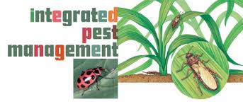 Managing these diseases usually requires control of the insect that transmits the disease. Education Is The Key To Ipm Irrigation And Green Industry Magazine