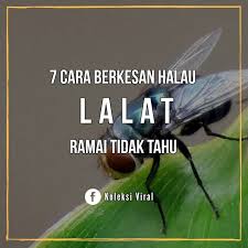 Nak spray pun susah juga sebab nanti masuk dalam makanan aku pulak. Petua Ibu 7 Cara Berkesan Halau Lalat Yang Mungkin Ramai Facebook