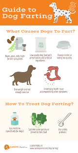 Dog Farting Causes And Ways To Remedy Too Much Gas Dog Remedies Dog Farts Dog Health Tips