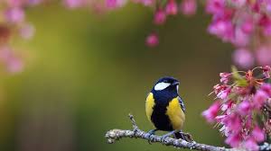 Nature Birds And Flowers Wallpaper Beautiful Flower Bird Hd Wallpaper Download Free Spring Wallpaper Spring Flowers Wallpaper Spring Wallpaper