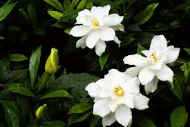 Image result for Gardenia