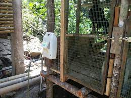 Bahkan sebagian penghobi ayam laga yang memiliki ayam dengan ciri katurangan putih kinantan ini tidak. Ayam Sabung Reban Ayam