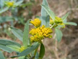 Image result for Flaveria bidentis