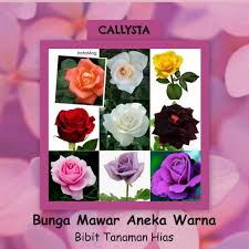 Tanaman bunga mawar aneka warna 10 pcs. Jual Tanaman Hias Bunga Mawar Aneka Warna Kota Batu Callysta Tree Tokopedia
