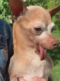Could a mother love these faces? So Ugly He S Cute Maine Pup Vows For Ugliest Dog Crown Wcyb