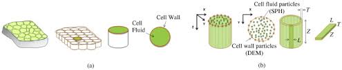 Feb 11, 2020 · it's quite an experience hearing the sound of your voice carrying out to a over 100 first year dental students. A Coupled Sph Dem Model For Micro Scale Structural Deformations Of Plant Cells During Drying Sciencedirect