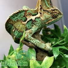 Make sure to properly wash the plant before hand and also repot with organic potting soil without fertilizers. Veiled Chameleon For Sale Online Baby Veiled Chameleons For Sale Cheap