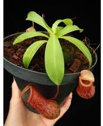 Image result for Geigeria burkei