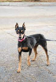Adoption fees in no way completely offset the costs of vetting and we subsidize the rest through fundraising efforts and donations. Dog Adoption In South Florida