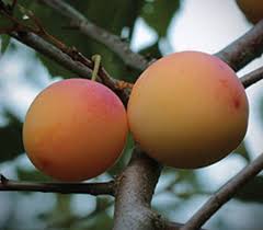 La crescent, mn on wn network delivers the latest videos and editable pages for news & events, including entertainment, music, sports, science and la crescent is known as the apple capital of minnesota because john s. La Crescent Plum Knowledgebase Johnson S Nursery