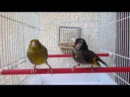 Batema Karderina X Kanarini Youtube Canary Birds Bird Birds