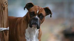 10 Sporty Facts About Boxers Mental Floss