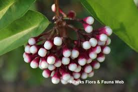 Image result for Struchium