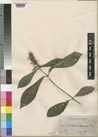 Image result for Lankesteria