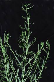 Image result for Sesbania macowaniana